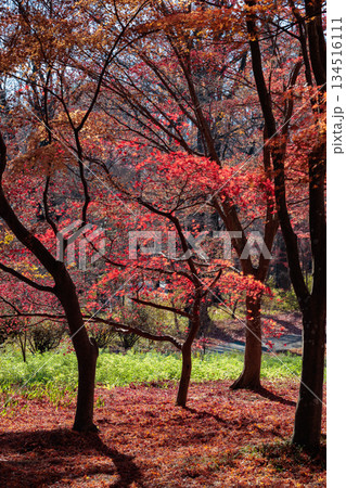 真っ赤に色づいた美しいイロハモミジの紅葉 134516111