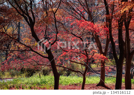 真っ赤に色づいた美しいイロハモミジの紅葉 134516112