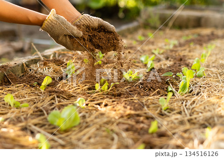レタスの幼苗に有機堆肥を追肥する農家の手 成長促進とオーガニック栽培 134516126