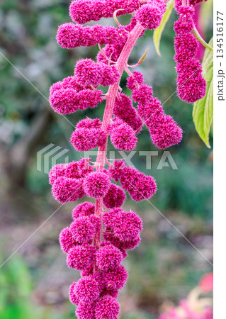 秋のガーデンで咲くヒモゲイトウの花のクローズアップ 134516177