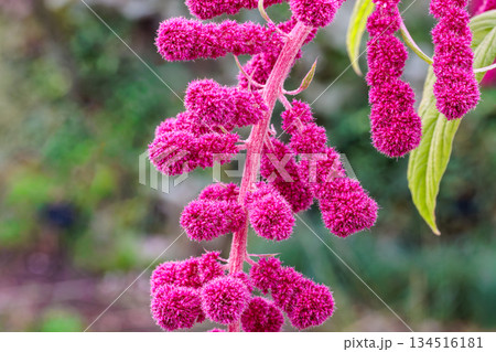 秋のガーデンで咲くヒモゲイトウの花のクローズアップ 134516181