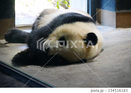 寝そべるパンダ 134516183