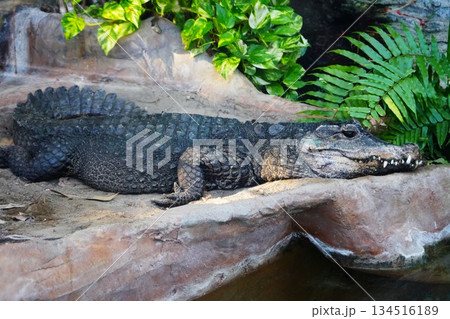 ワニ 134516189