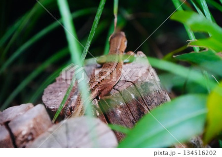 トカゲ 134516202