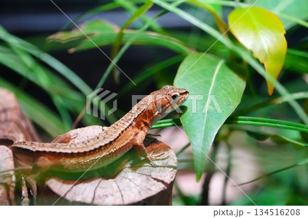 トカゲ 134516208