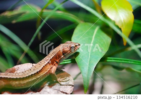 トカゲ トカゲ 134516210