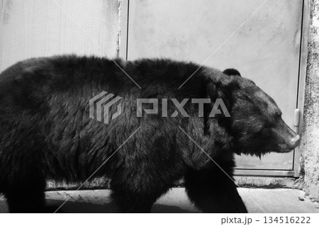 ツキノワグマ 134516222