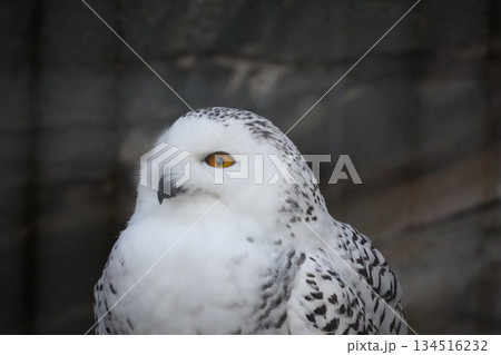 フクロウの鋭い視線 フクロウの鋭い視線 134516232