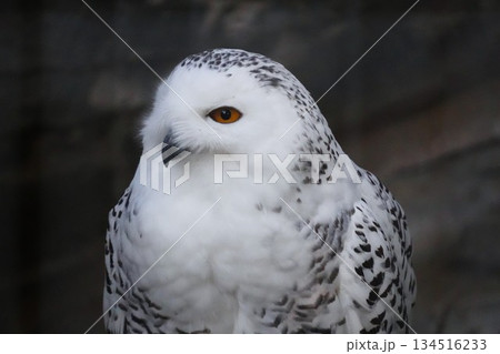 フクロウの鋭い視線 134516233