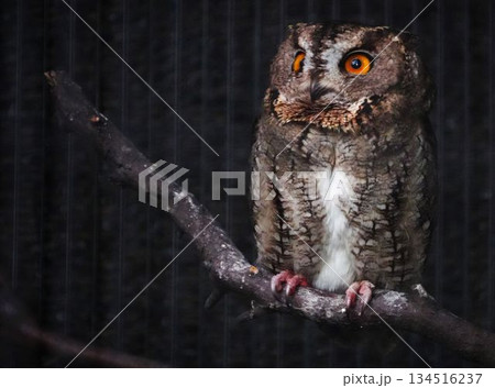 フクロウの鋭い視線 フクロウの鋭い視線 134516237