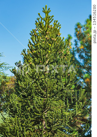 秋のチリマツの木 134516280