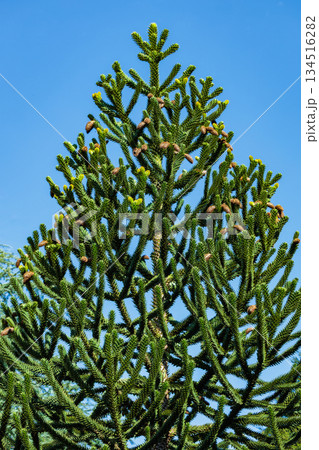 秋のチリマツの木 134516282