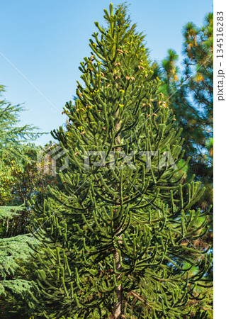 秋のチリマツの木 134516283