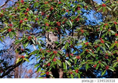 秋の季節に真っ赤に実ったナナミノキの実 134516318