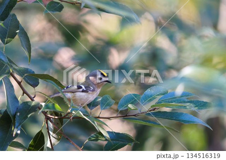 キクイタダキ 134516319