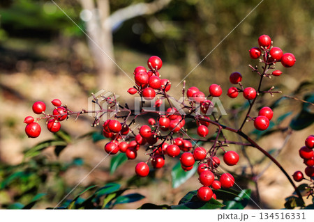 冬のガーデンで赤く熟したナンテンの実 134516331