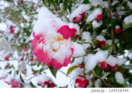 雪積もるサザンカの花 134516344