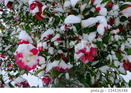 雪積もるサザンカの花 雪積もるサザンカの花 134516346