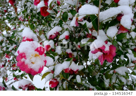 雪積もるサザンカの花 134516347