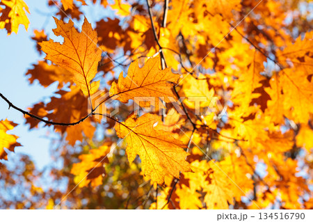 森林のオークの葉の紅葉の景観 134516790