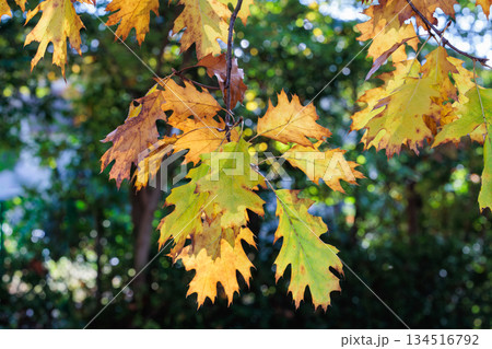 森林のオークの葉の紅葉の景観 134516792