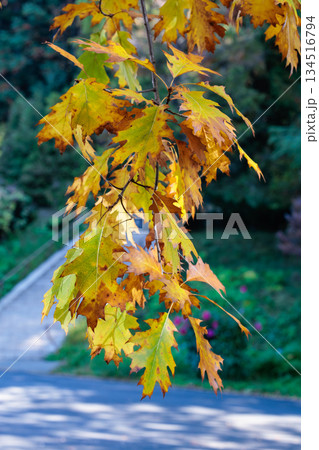 森林のオークの葉の紅葉の景観 森林のオークの葉の紅葉の景観 134516794