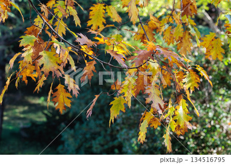 森林のオークの葉の紅葉の景観 134516795