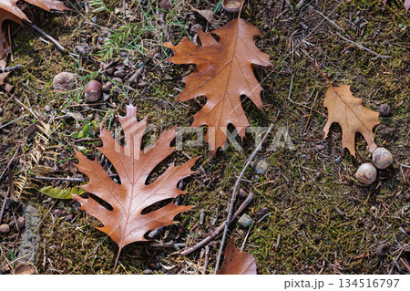 森林のオークの葉の紅葉の景観 森林のオークの葉の紅葉の景観 134516797