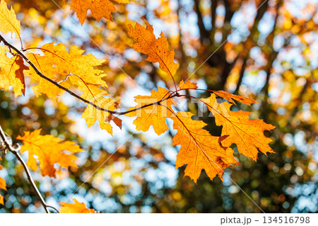 森林のオークの葉の紅葉の景観 森林のオークの葉の紅葉の景観 134516798
