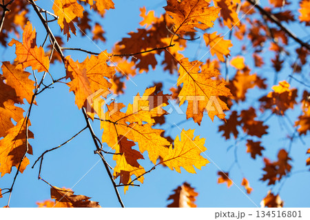 森林のオークの葉の紅葉の景観 森林のオークの葉の紅葉の景観 134516801