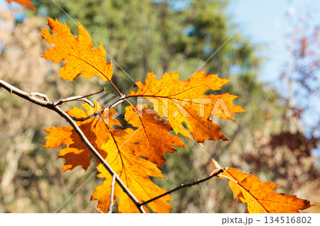 森林のオークの葉の紅葉の景観 森林のオークの葉の紅葉の景観 134516802