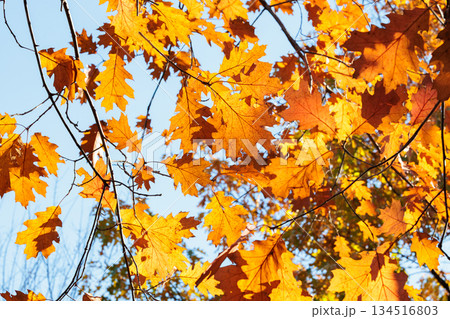 森林のオークの葉の紅葉の景観 森林のオークの葉の紅葉の景観 134516803
