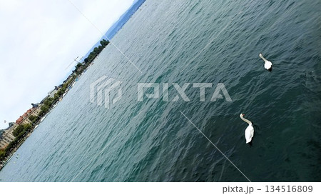 Zurich, Switzerland - August 14 2022: Swan at Zurich Lake 134516809