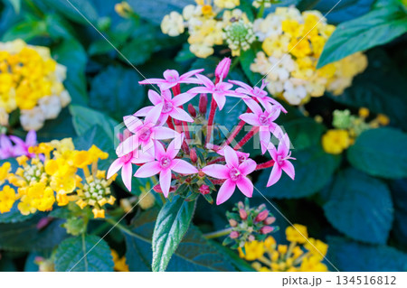 夏のガーデンで美しく咲くピンク色のペンタスの花 夏のガーデンで美しく咲くピンク色のペンタスの花 134516812
