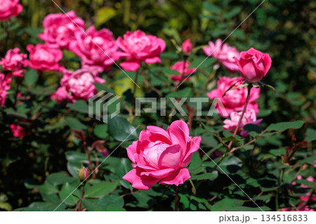 ガーデンで美しく咲くピンクダブルノックアウトの花 134516833