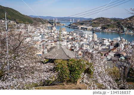 桜と尾道市の風景 134516837