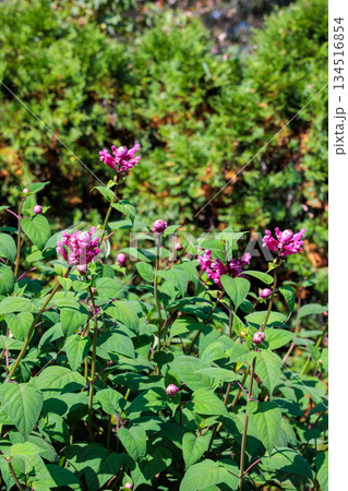 秋のガーデンで咲くサルビア インボルクラタの花 134516854