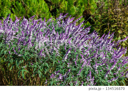 秋のガーデンで美しく咲くサルビア レウカンサ フェアピンクの花 秋のガーデンで美しく咲くサルビア レウカンサ フェアピンクの花 134516870