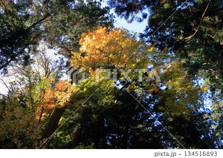 The colored autumn leaves, koyo, at Chusonji Buddhist Temple in Hiraizumi town, Iwate prefecture of Japan in mid-November 134516893
