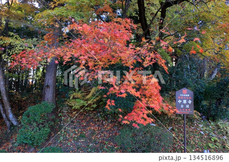 The colored autumn leaves, koyo, at Chusonji Buddhist Temple in Hiraizumi town, Iwate prefecture of Japan in mid-November The colored autumn leaves, koyo, at Chusonji Buddhist Temple in Hiraizumi town, Iwate prefecture of Japan in mid-November 134516896