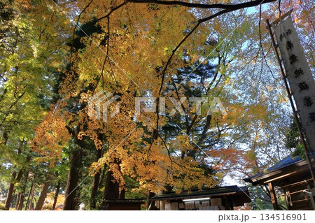 The colored autumn leaves, koyo, at Chusonji Buddhist Temple in Hiraizumi town, Iwate prefecture of Japan in mid-November 134516901
