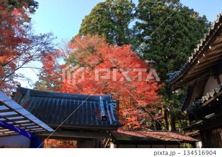 The colored autumn leaves, koyo, at Chusonji Buddhist Temple in Hiraizumi town, Iwate prefecture of Japan in mid-November 134516904
