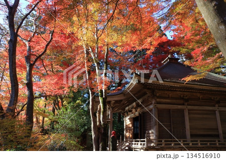 The colored autumn leaves, koyo, at Chusonji Buddhist Temple in Hiraizumi town, Iwate prefecture of Japan in mid-November 134516910