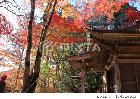 The colored autumn leaves, koyo, at Chusonji Buddhist Temple in Hiraizumi town, Iwate prefecture of Japan in mid-November 134516913