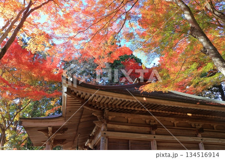 The colored autumn leaves, koyo, at Chusonji Buddhist Temple in Hiraizumi town, Iwate prefecture of Japan in mid-November 134516914