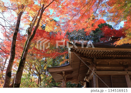 The colored autumn leaves, koyo, at Chusonji Buddhist Temple in Hiraizumi town, Iwate prefecture of Japan in mid-November 134516915