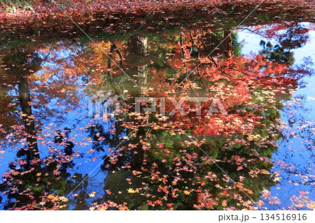The colored autumn leaves, koyo, at Chusonji Buddhist Temple in Hiraizumi town, Iwate prefecture of Japan in mid-November 134516916