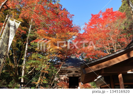 The colored autumn leaves, koyo, at Chusonji Buddhist Temple in Hiraizumi town, Iwate prefecture of Japan in mid-November The colored autumn leaves, koyo, at Chusonji Buddhist Temple in Hiraizumi town, Iwate prefecture of Japan in mid-November 134516920