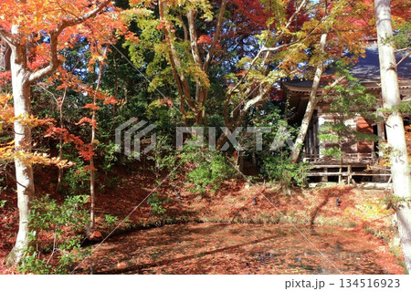 The colored autumn leaves, koyo, at Chusonji Buddhist Temple in Hiraizumi town, Iwate prefecture of Japan in mid-November 134516923