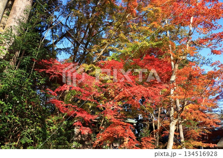 The colored autumn leaves, koyo, at Chusonji Buddhist Temple in Hiraizumi town, Iwate prefecture of Japan in mid-November The colored autumn leaves, koyo, at Chusonji Buddhist Temple in Hiraizumi town, Iwate prefecture of Japan in mid-November 134516928